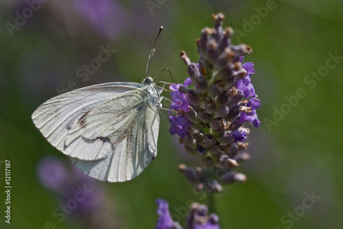 Papillon blac et lavande