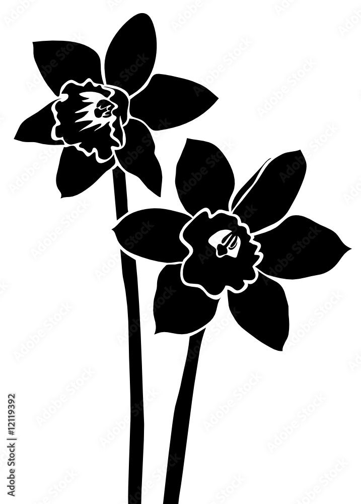 narcissus