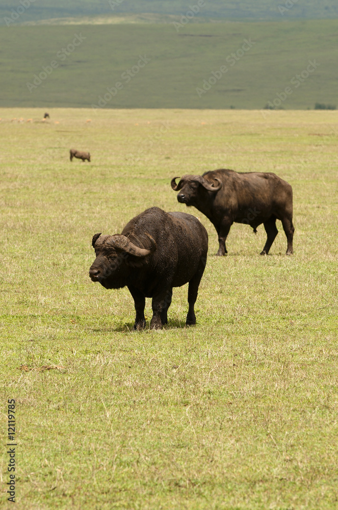 The African Buffalo or Cape Buffalo is a large African mammal