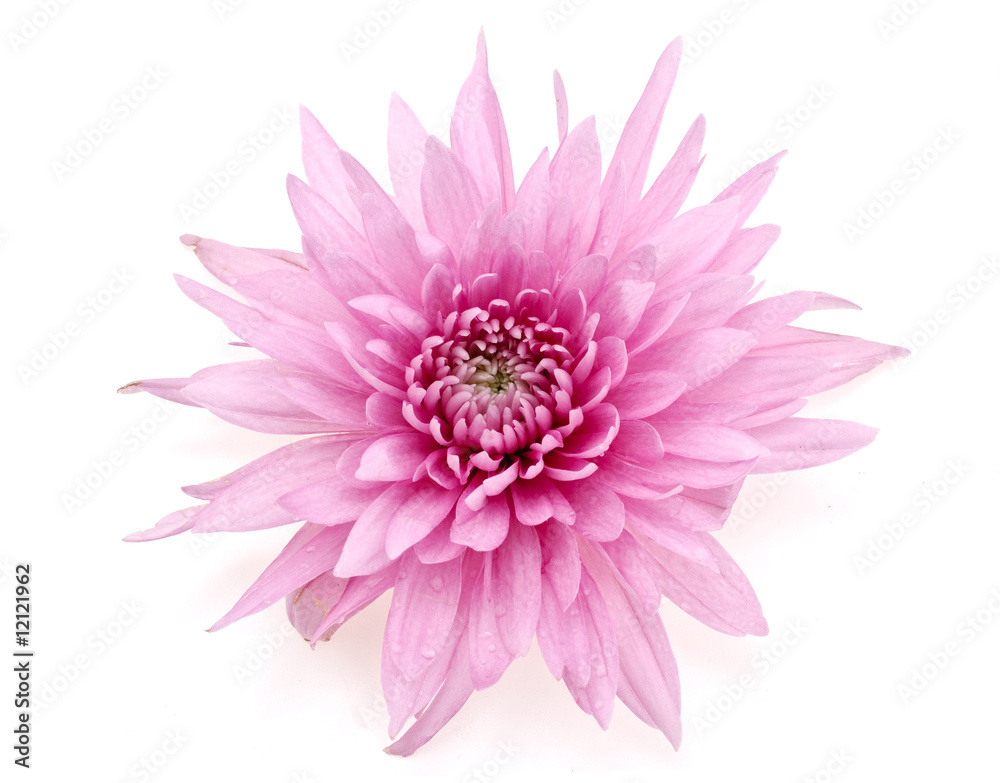 Obraz premium autumn flowers