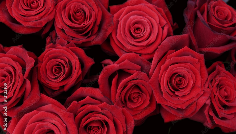 A collection of red roses A collection of red roses