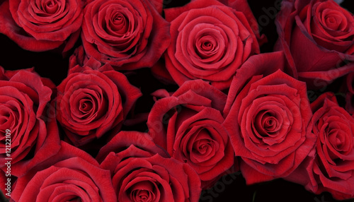 A collection of red roses