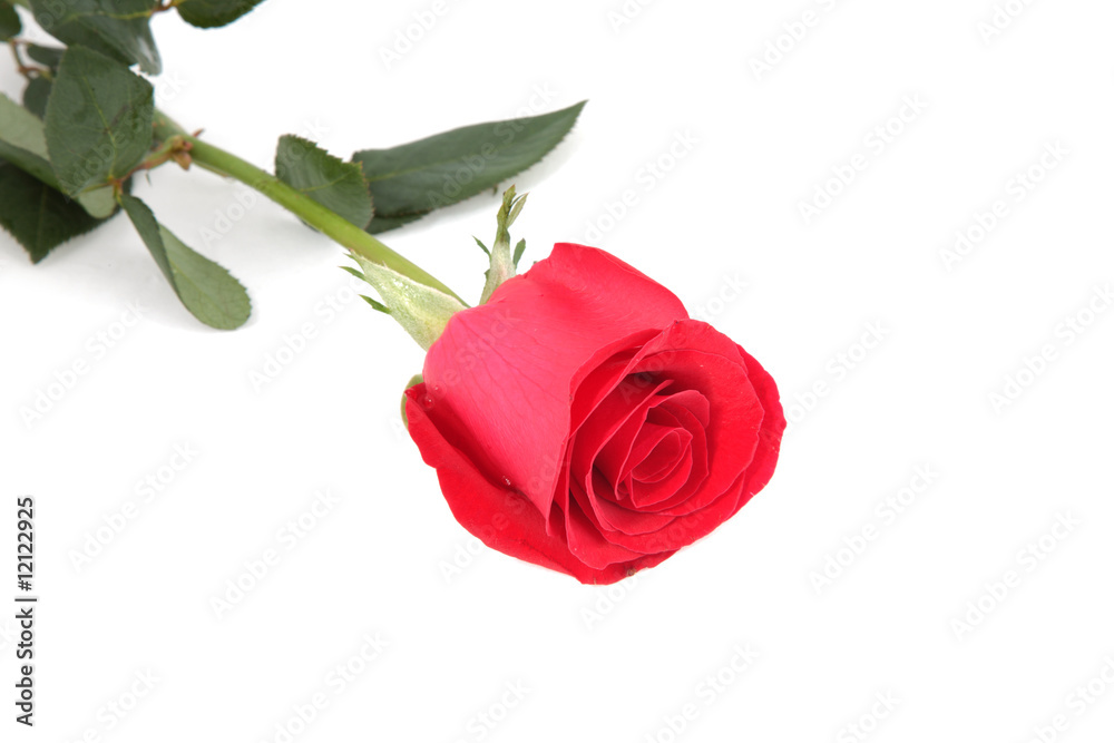 Naklejka premium rose