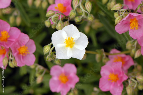 kwiatki, flowers