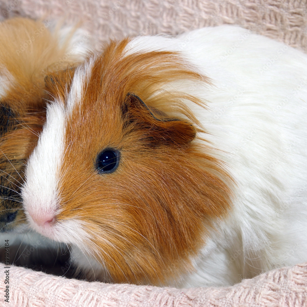 Guinea pig Guinea pig