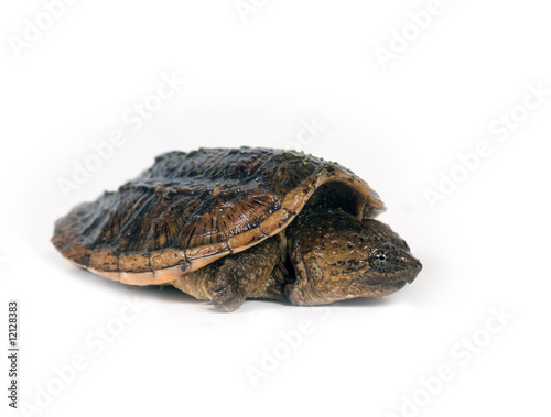 Baby snapping turtle on white background