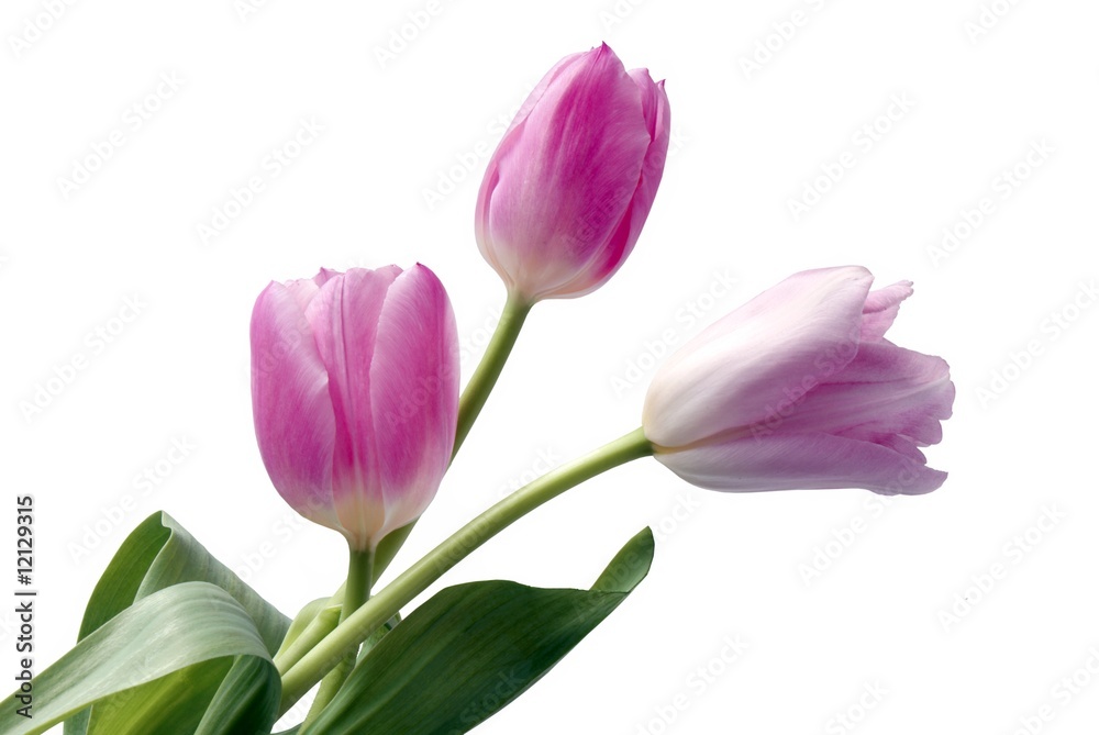 three pink tulips