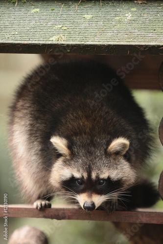 Waschbär