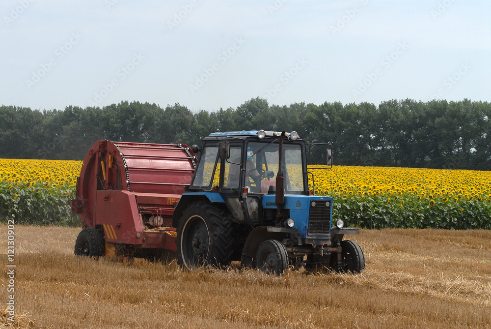 Fototapeta premium The tractor collects straw against blossoming sunflower
