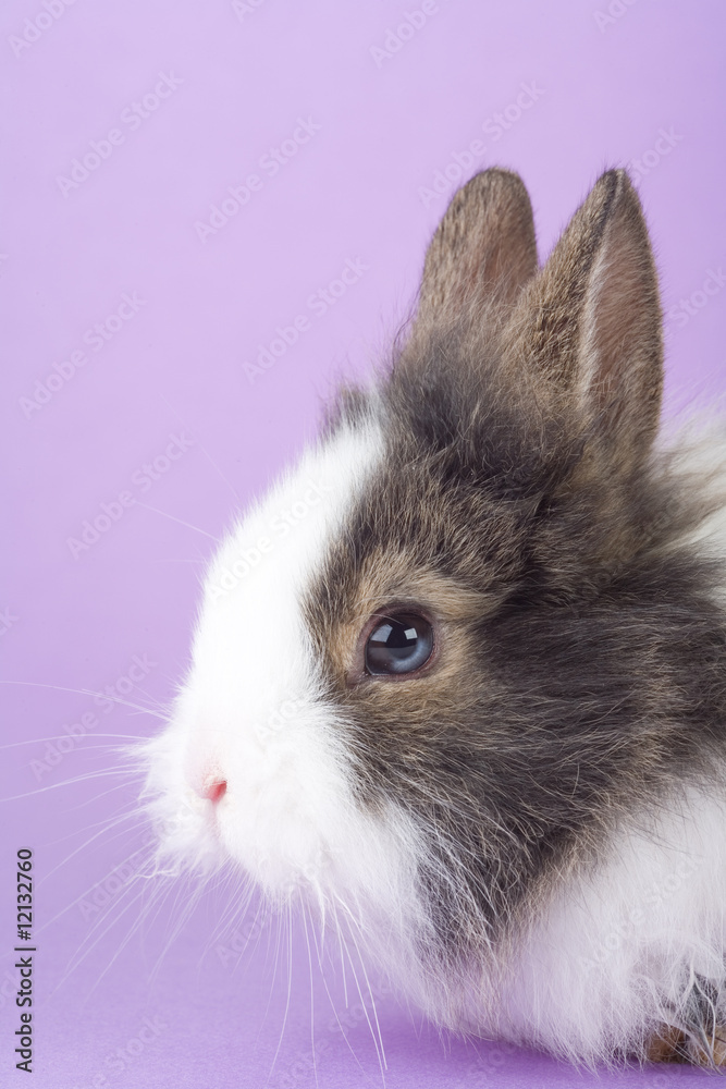 spotted bunny isolated on purple background spotted bunny isolated on purple background