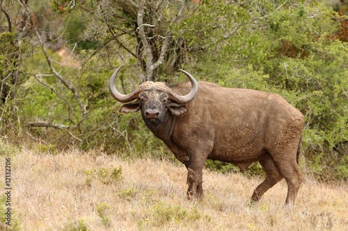 African Buffalo