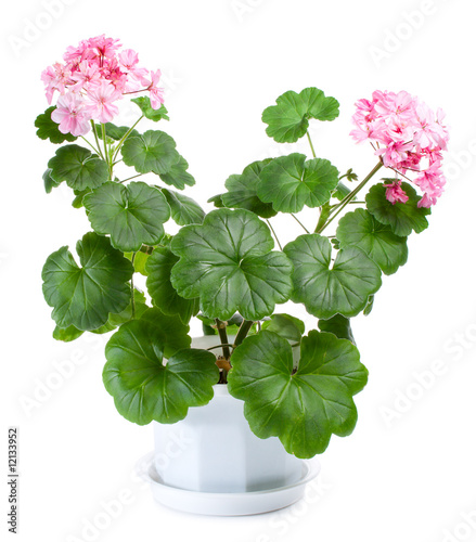 blossoming geranium in pot