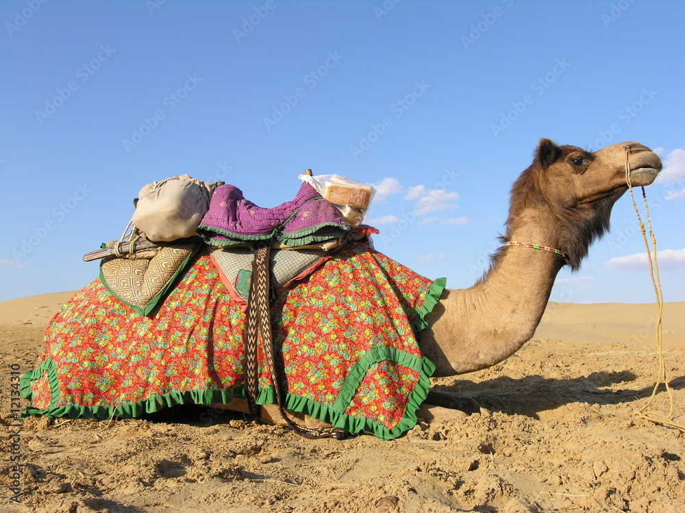 Fototapeta premium Camel in Sam Desert, Rajasthan