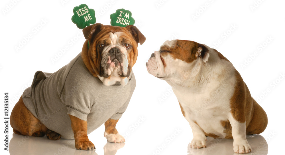 St. Patricks Day bulldogs sharing a little Irish love