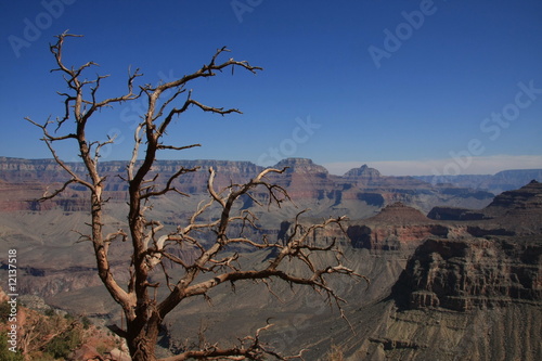 Grand Canyon 2008 - Baum