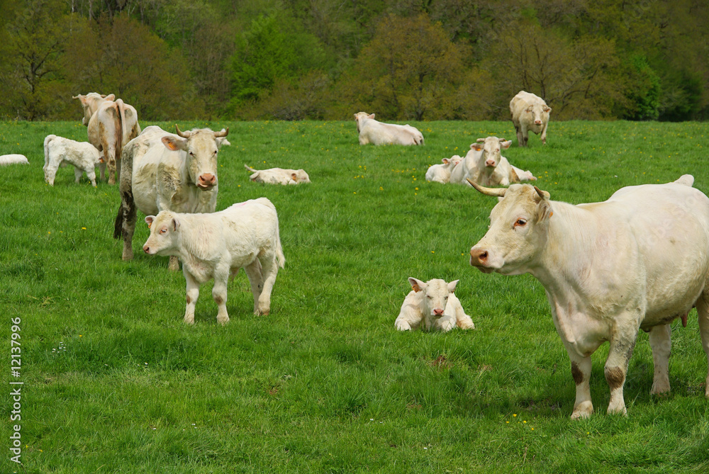 Rind - cow 28 Rind - cow 28
