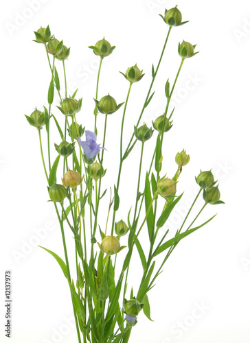 Lein-Strauss mit Blüte und Samen/lin-seed with flower