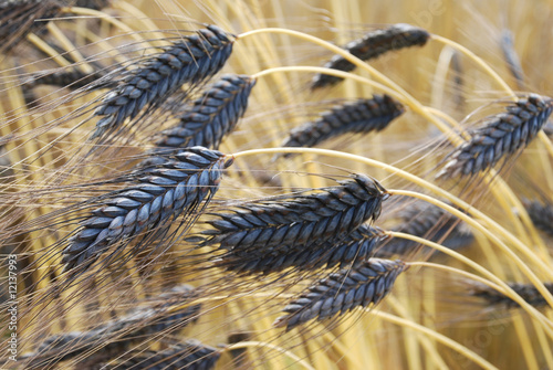 Grauer Emmer-Weizen/grey emmer wheat