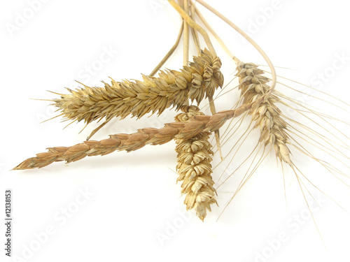 Vier Weizenähren/four ears of wheat