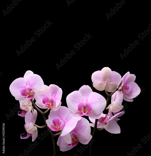 Fototapeta Naklejka Na Ścianę i Meble -  orchid on black