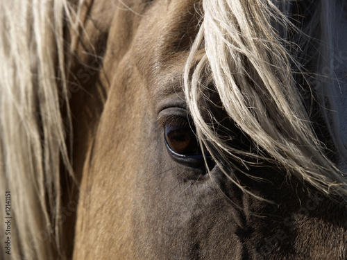 A close-up of a palomino horse's eye. #12141151