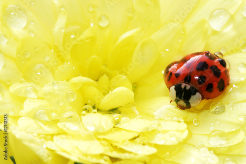 Marienkäfer auf einer gelben Blume