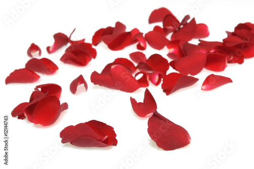 Fototapeta Naklejka Na Ścianę i Meble -  rose petals on white background