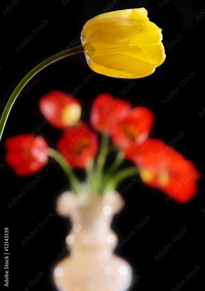 Obraz premium tulips