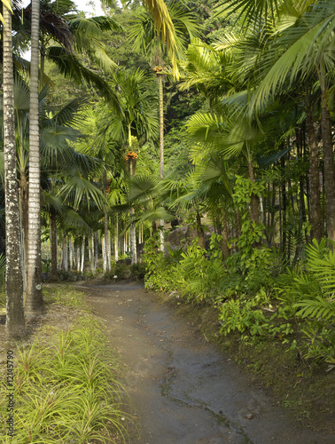 France, Martinique, le Carbet, habitation Anse Latouche photo