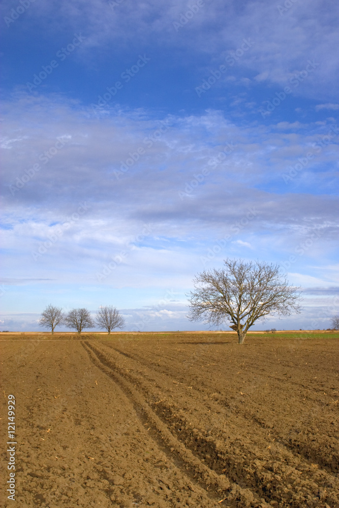 Fototapeta premium Ploughland and trees