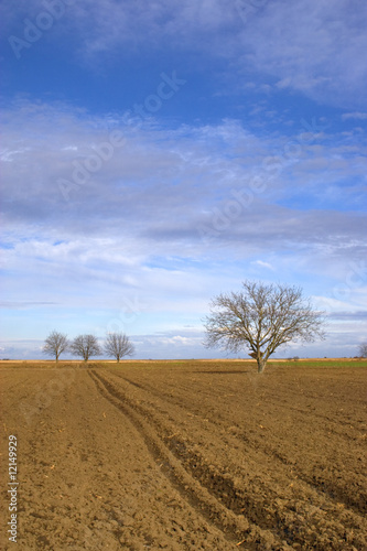 Ploughland and trees