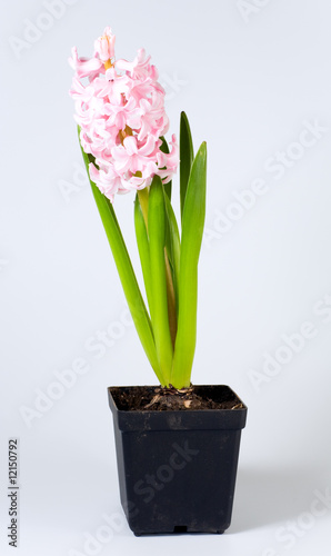hyacinthus flower
