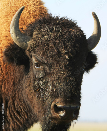 Close-up buffalo photo