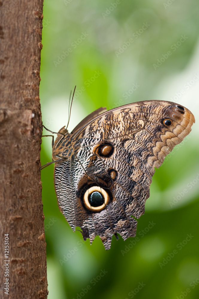 Fototapeta premium Beautiful butterfly