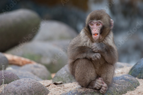 funny monkey © Eric Gevaert