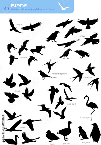 collection of 40 detailed silhouettes of different birds