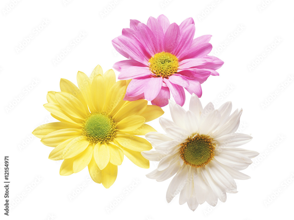 Spring flowers Spring flowers