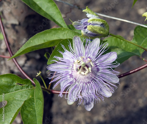 Passiflora incarnata photo