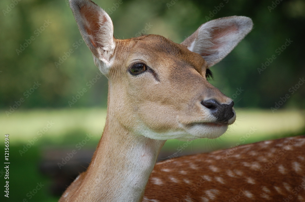 Obraz premium damwild