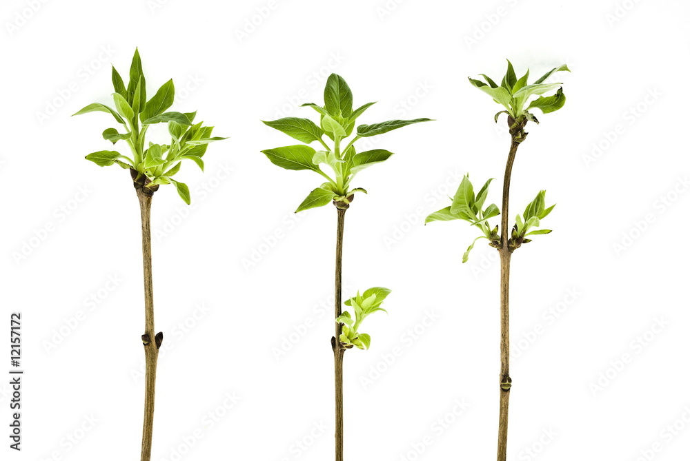 branches tree with spring buds isolated on white branches tree with spring buds isolated on white