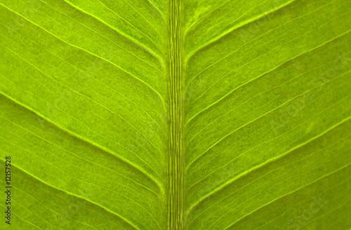 closeup to green leaf, texture
