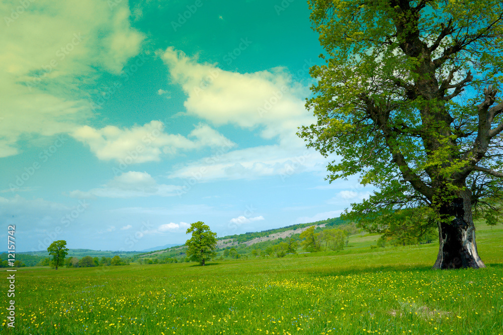 Obraz premium Spring landscape