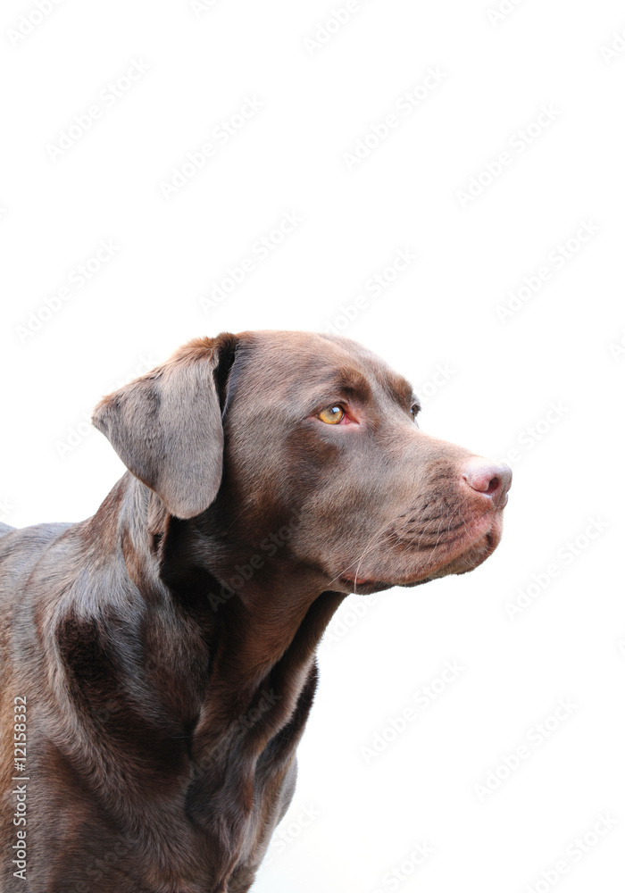 labrador retriever labrador retriever