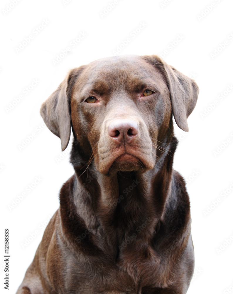 chocolate labrador