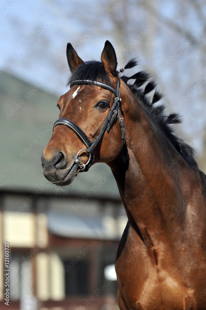 Obraz premium portrait of beautiful horse