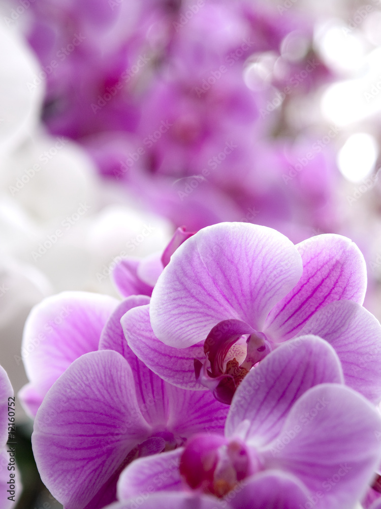 Fototapeta premium Phalaenopsis orchid