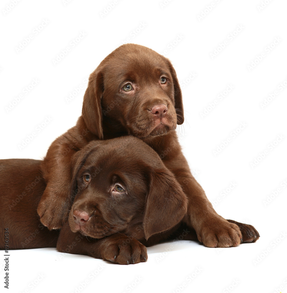 Two puppies Labrador retriever on a white background. Two puppies Labrador retriever on a white background.