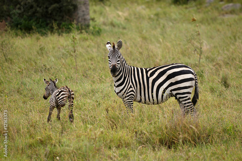 Zebras - African animals with white and black stripes.