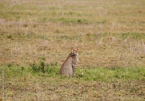 The cheetah, fastest land animal from the cat family.