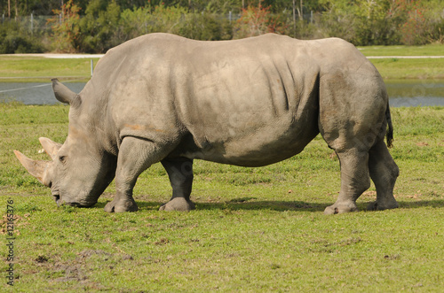 Rhino © icholakov